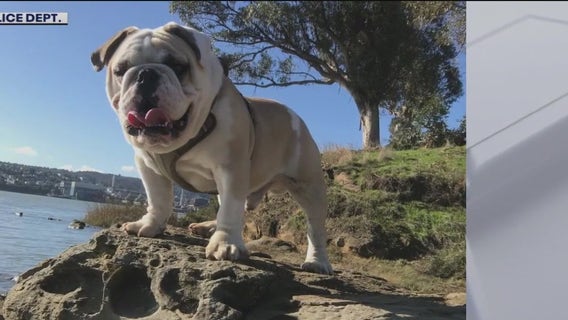 English bulldog stolen at knife point out of Vallejo, police offer reward