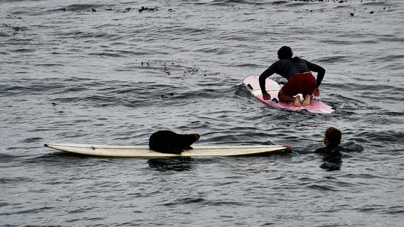 Aggressive sea otter is hijacking surfboards in Santa Cruz. Is the area's famous thief with flippers back?