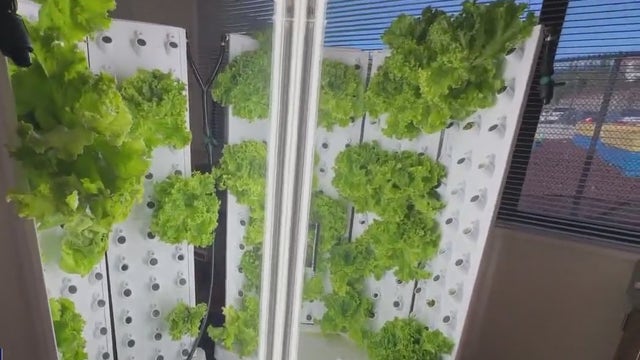 San Jose students growing their own lunch with hydroponic farms