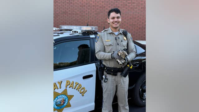 'Hare-raising' chase: CHP captures bunny hopping on Bay Bridge