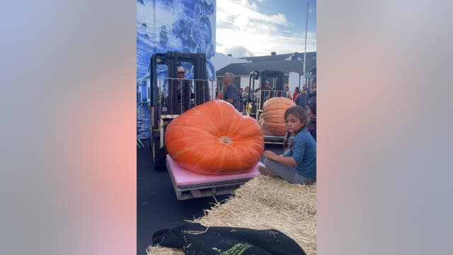 Half Moon Bay's world champion pumpkin weighs in at 2,346 pounds