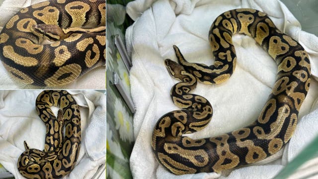 Python found at this In-N-Out location in California