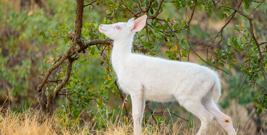 Photographer captures stunning, rare creature in the Bay Area