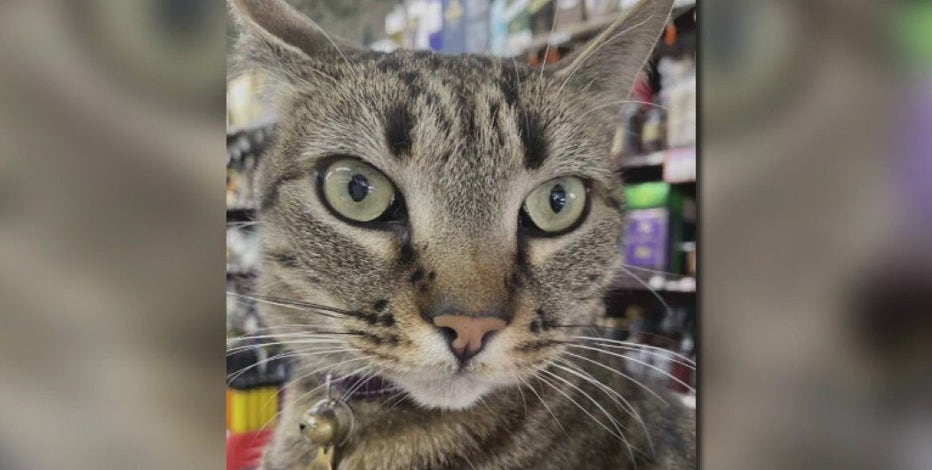SF bodega cat struck and killed by Waymo, store owner says