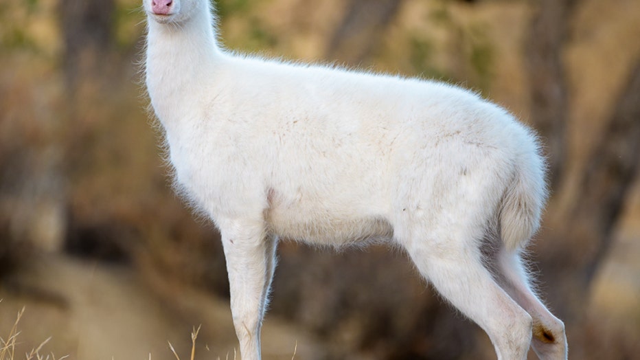 Photographer captures stunning, rare creature in the Bay Area