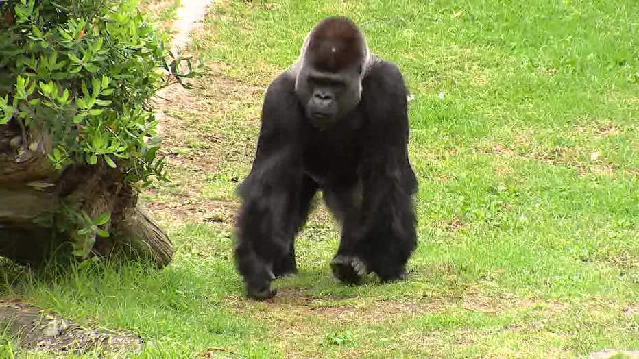 Silverback gorilla new resident at San Francisco Zoo | KTVU FOX 2