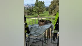 Red-tailed hawk flies into home through bedroom window, East Bay firefighters respond