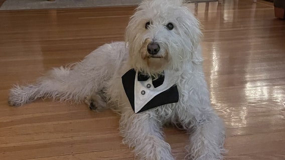 Holiday dangers for dogs. How you can keep your pet safe this season