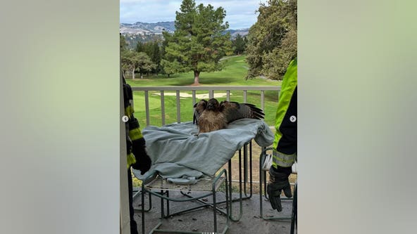 Red-tailed hawk flies into home through bedroom window, East Bay firefighters respond