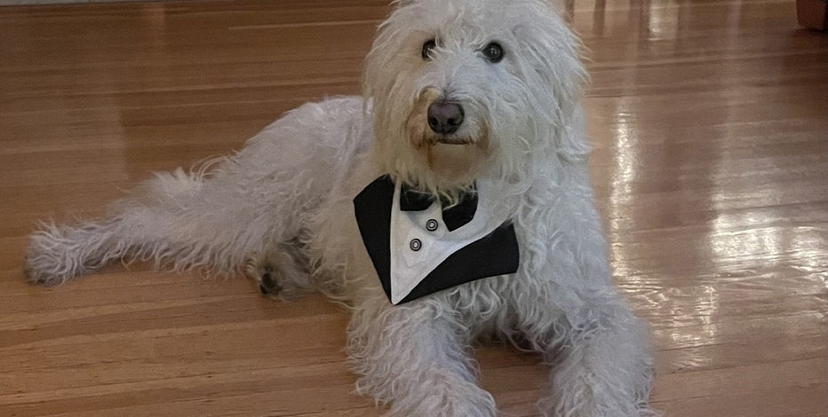 Holiday dangers for dogs. How you can keep your pet safe this season