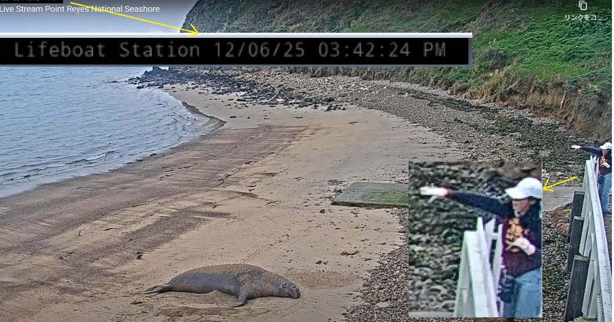 2 caught on video throwing rocks at resting elephant seal in Point Reyes