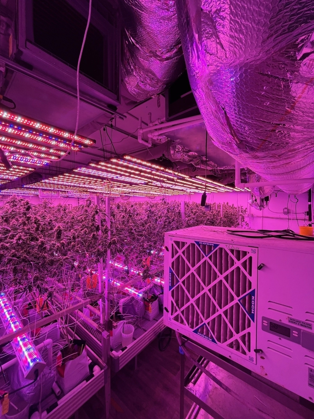 Cannabis task force seizes nearly $57 million in illegal cannabis