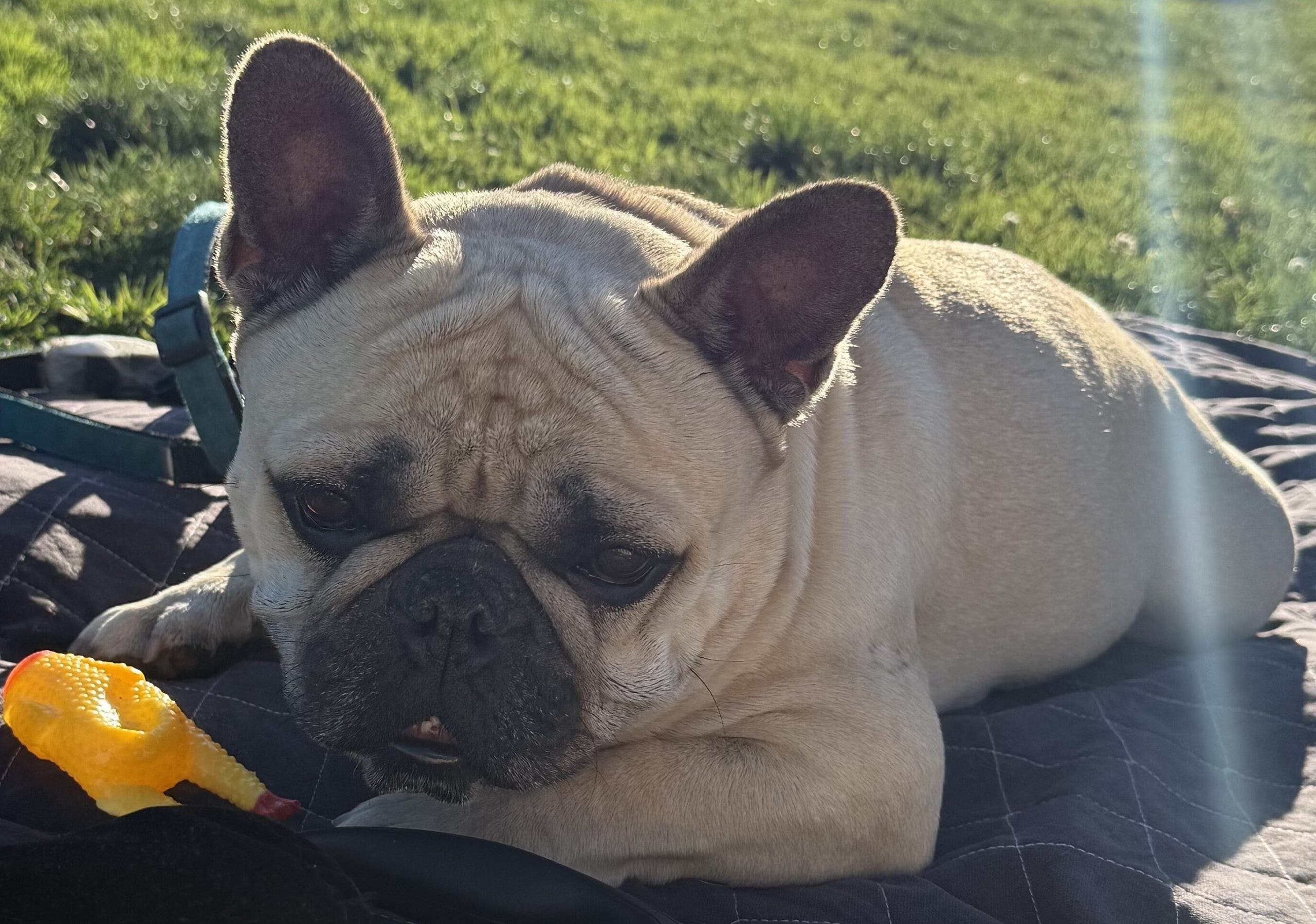 French bulldog stolen from owner in SF's Castro District