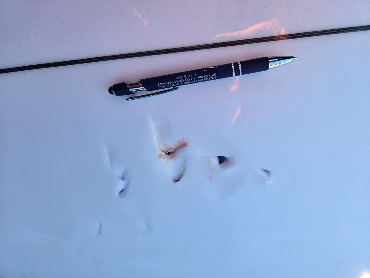 Shark bites surfer off Sonoma County coast