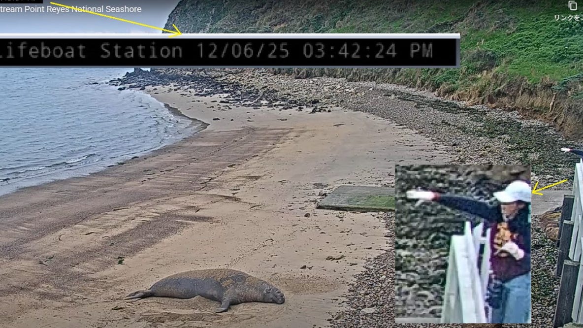 2 caught on video throwing rocks at resting elephant seal in Point Reyes