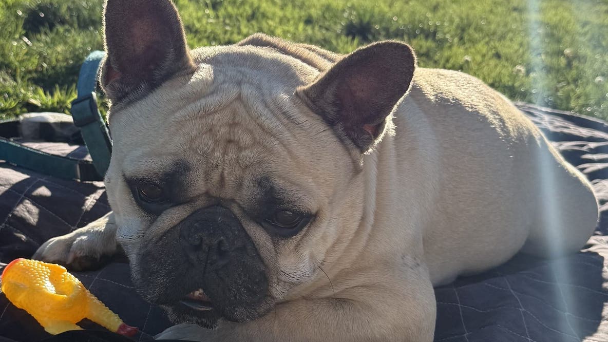 French bulldog stolen from owner in SF's Castro District