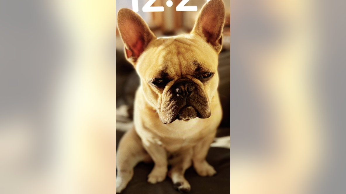 Police arrest suspect who stole dog from Castro, 'Frenchie' still missing