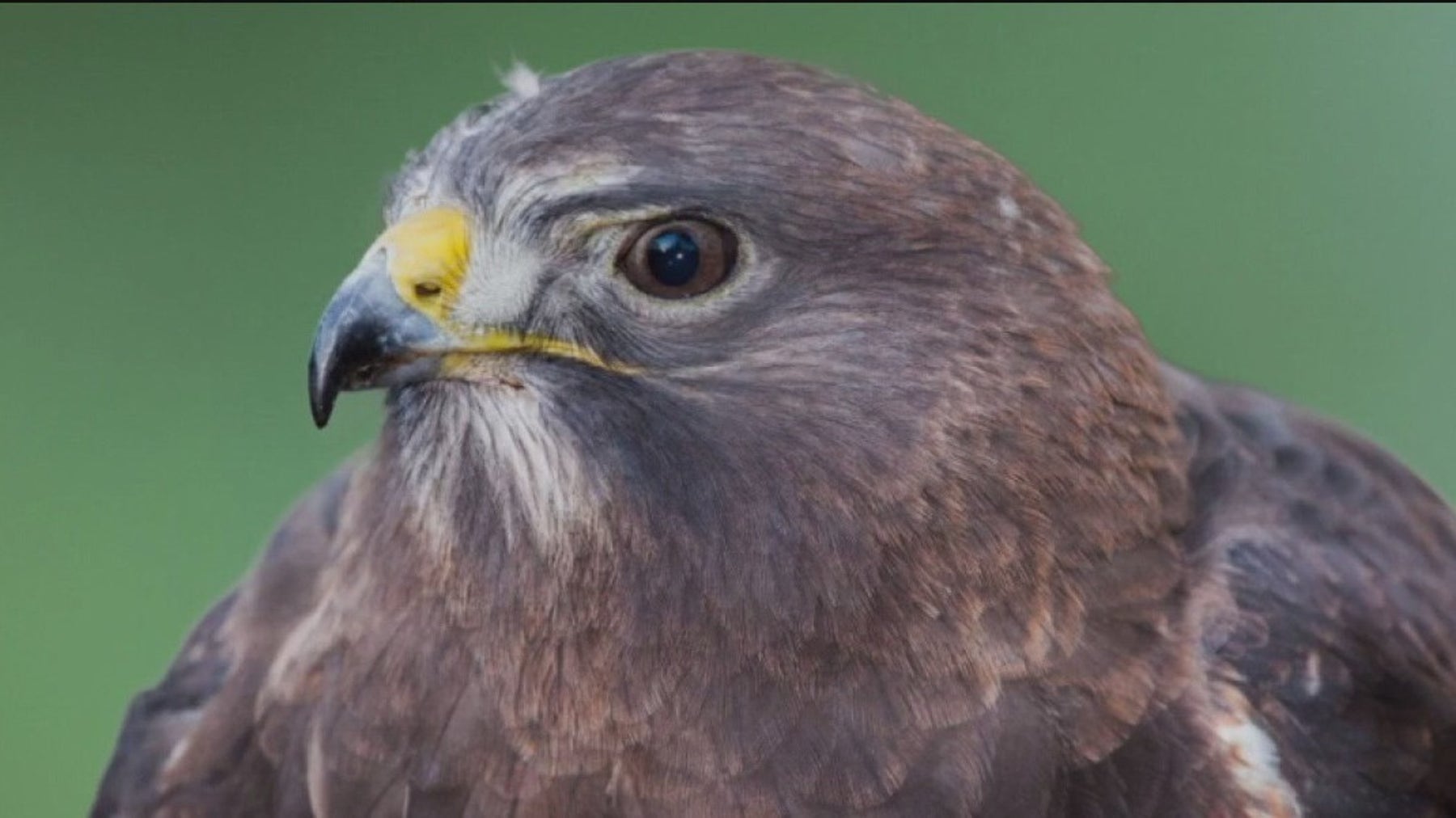 Hawk Hill, part of Golden Gate National Recreation Area, reopens