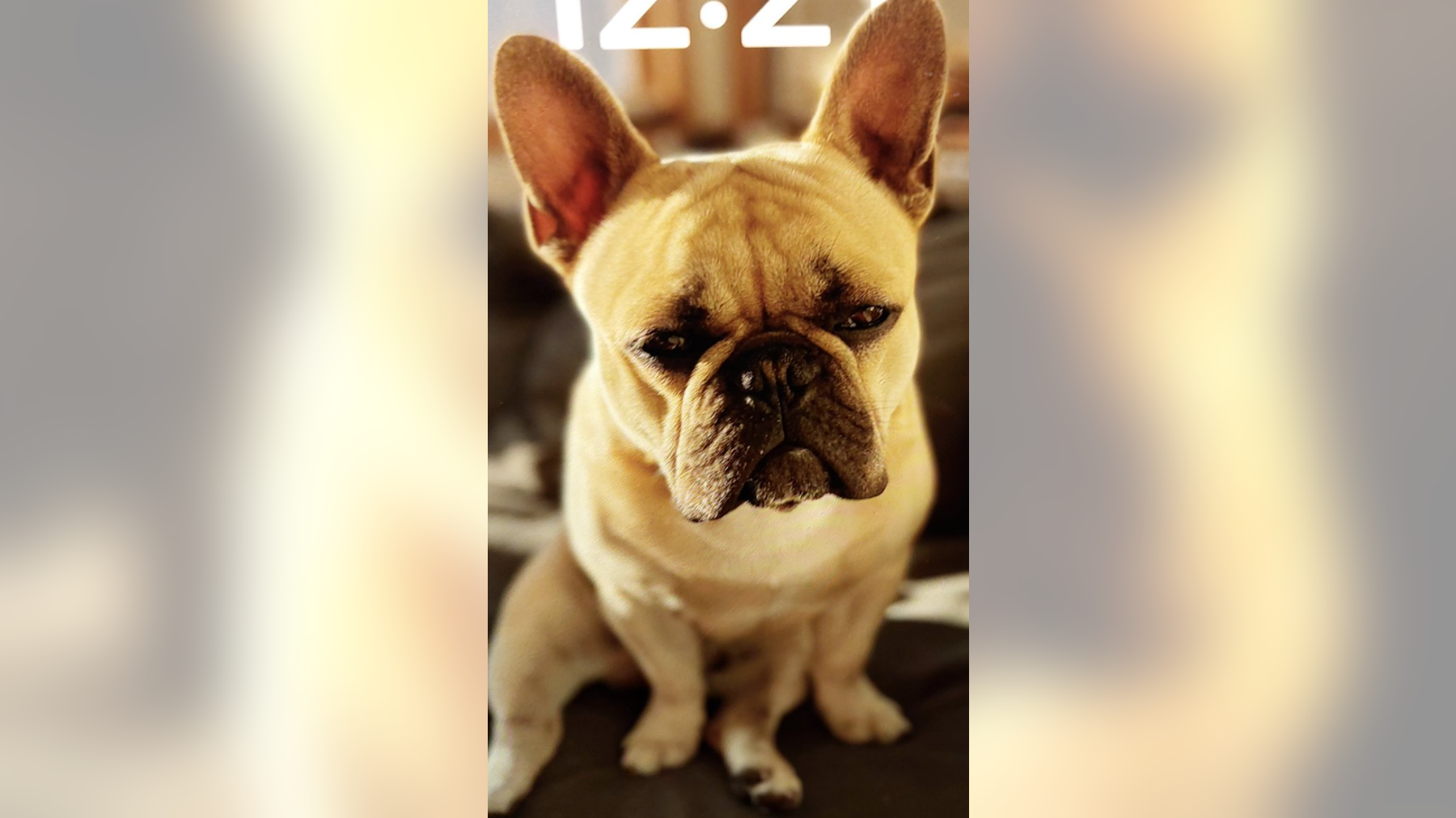 Police arrest suspect who stole dog from Castro, 'Frenchie' still missing