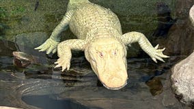 Cause of death for Claude, San Francisco's albino alligator, revealed