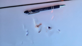 Shark bites surfer off Sonoma County coast