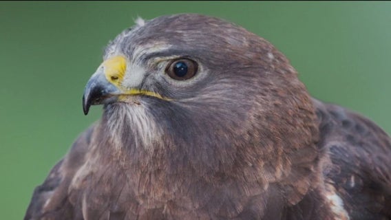 Hawk Hill, part of Golden Gate National Recreation Area, reopens