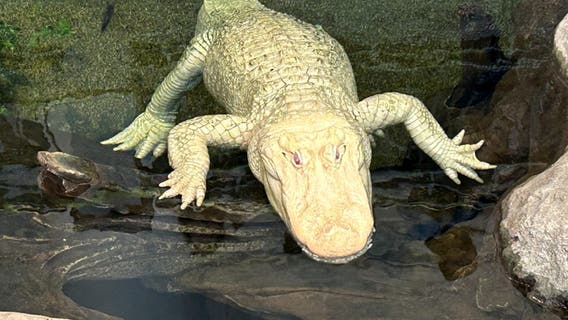 Cause of death for Claude, San Francisco's albino alligator, revealed