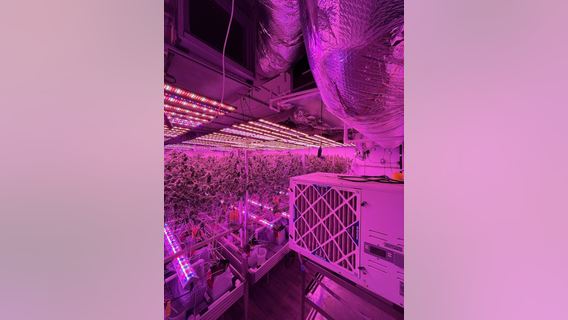 Cannabis task force seizes nearly $57 million in illegal cannabis