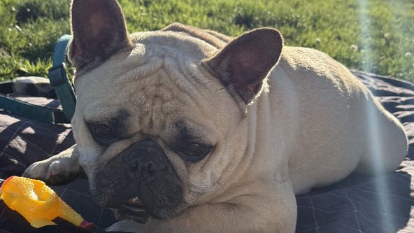 French bulldog stolen from owner in SF's Castro District