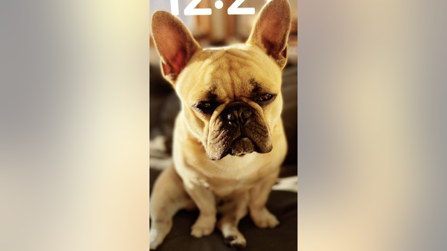 'Frenchie' stolen from Castro located, suspected thief arrested