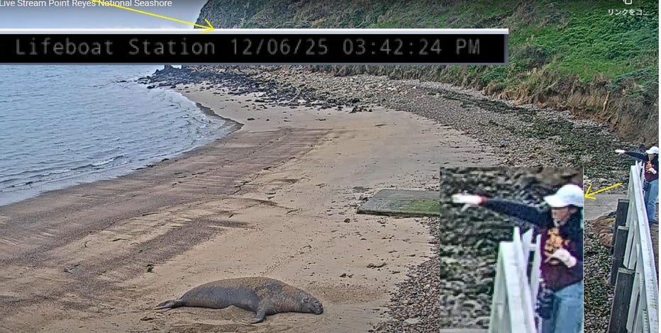 2 caught on video throwing rocks at resting elephant seal in Point Reyes