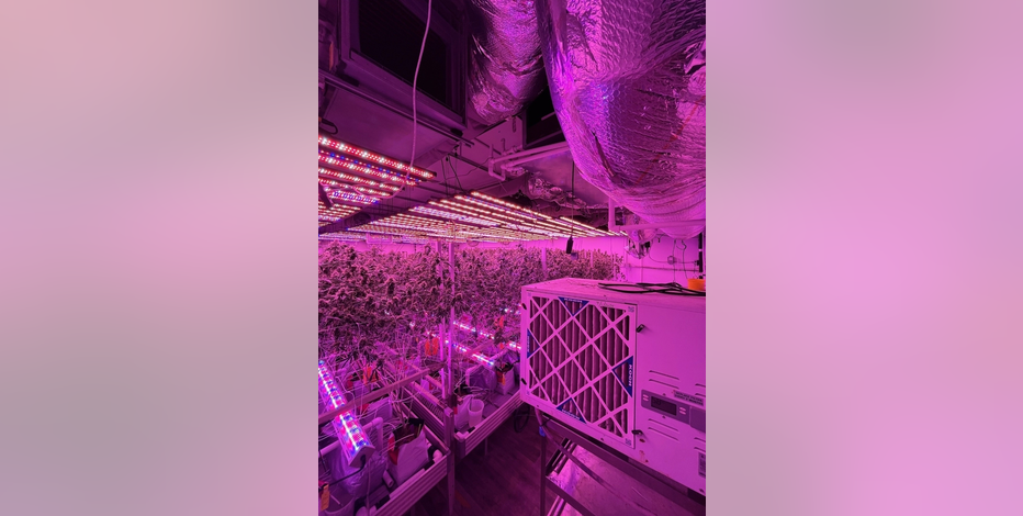 Cannabis task force seizes nearly $57 million in illegal cannabis