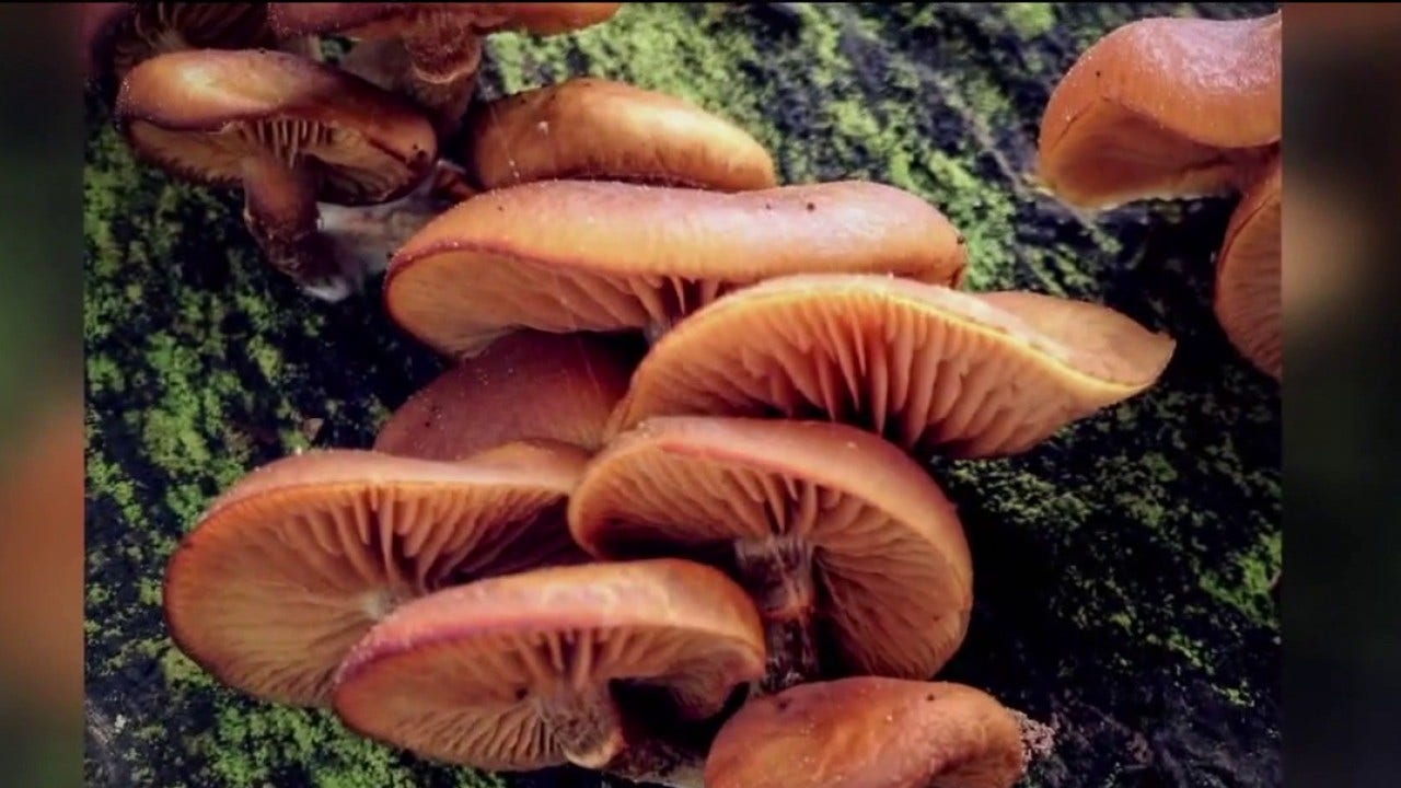 Bay Area man dies from suspected mushroom poisoning