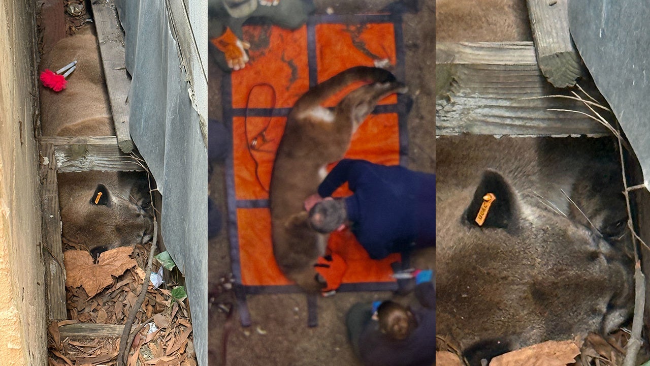 Mountain lion tranquilized in San Francisco's Pacific Heights neighborhood