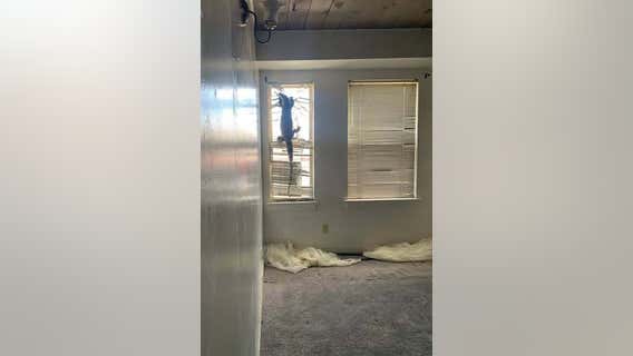 Tenants abandon massive lizard in Alameda