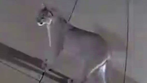 Saratoga resident says mountain lion killed her mini horse