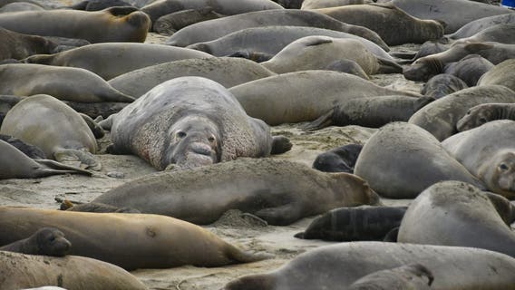 Bay Area hosts one of world's largest Northern Elephant Seal mainland-breeding colonies