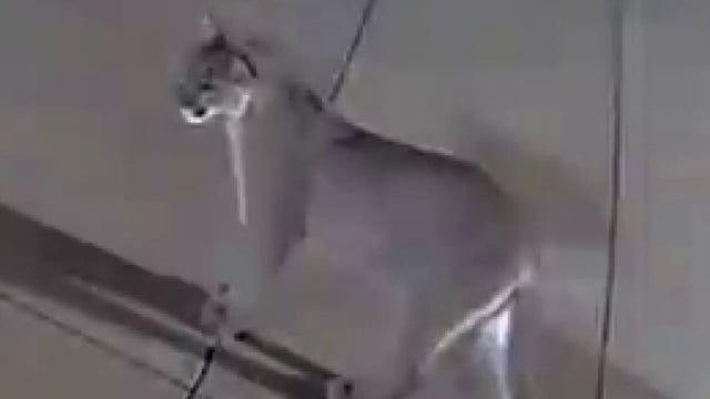 Saratoga resident says mountain lion killed her mini horse