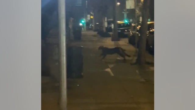 Mountain lion spotted in San Francisco's Pacific Heights neighborhood