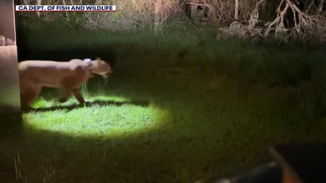 Video: Mountain lion released to Santa Cruz mountains