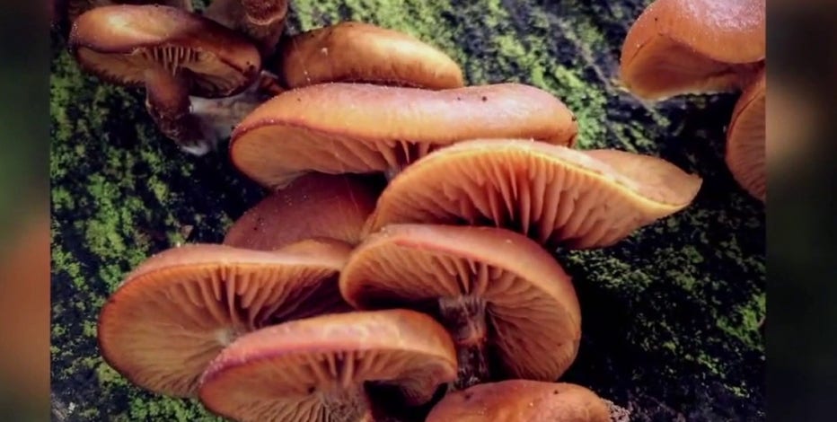 Bay Area man dies from suspected mushroom poisoning