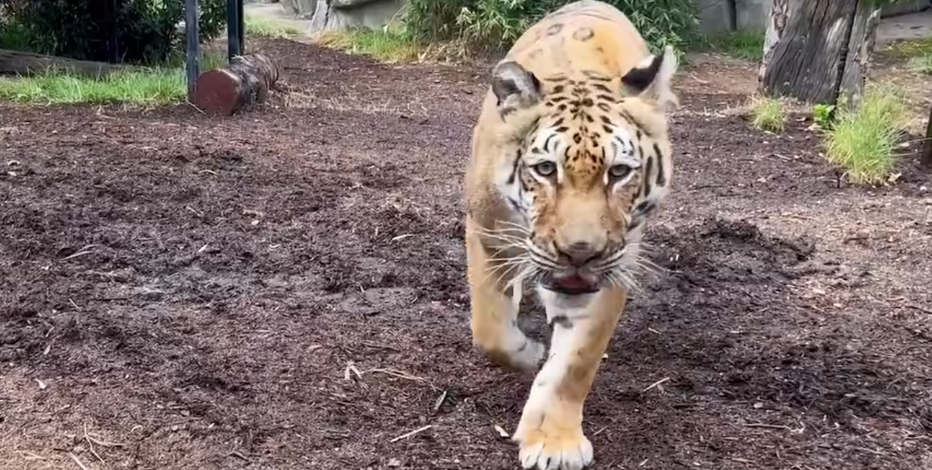 Oakland Zoo says goodbye to beloved tiger Lola