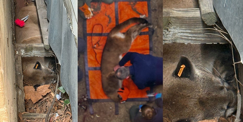 Mountain lion in San Francisco's Pacific Heights neighborhood released to wild