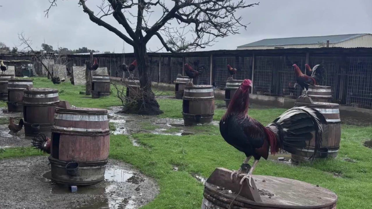 Cockfighting operation raid nets 833 fighting roosters in Sonoma County