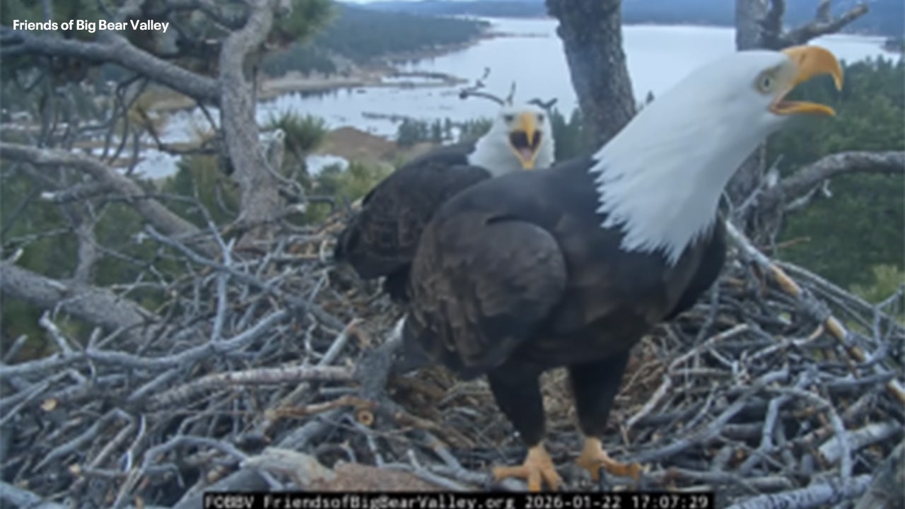 'Heartbroken': Famed California bald eagles lose eggs to ravens raid