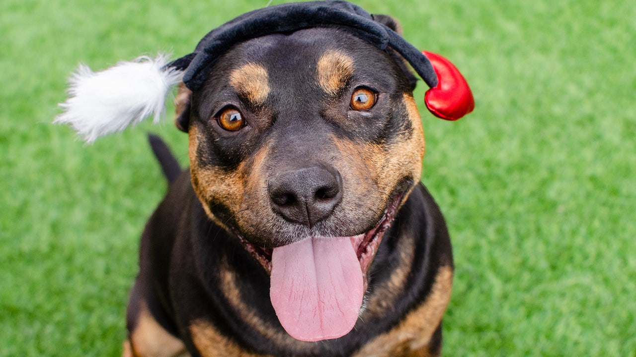 Bay Area animal shelter offers $14 'fur-ever' Valentine adoption event