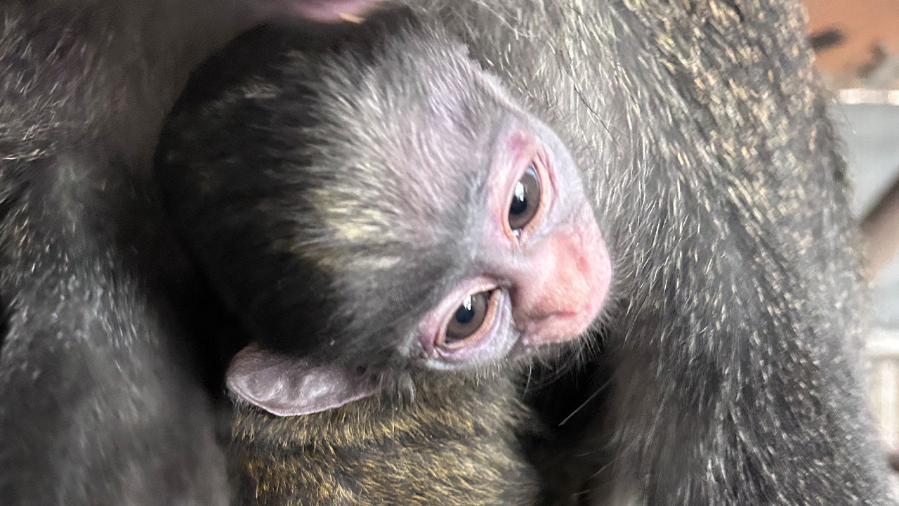 Oakland Zoo celebrates 'milestone' birth of monkey