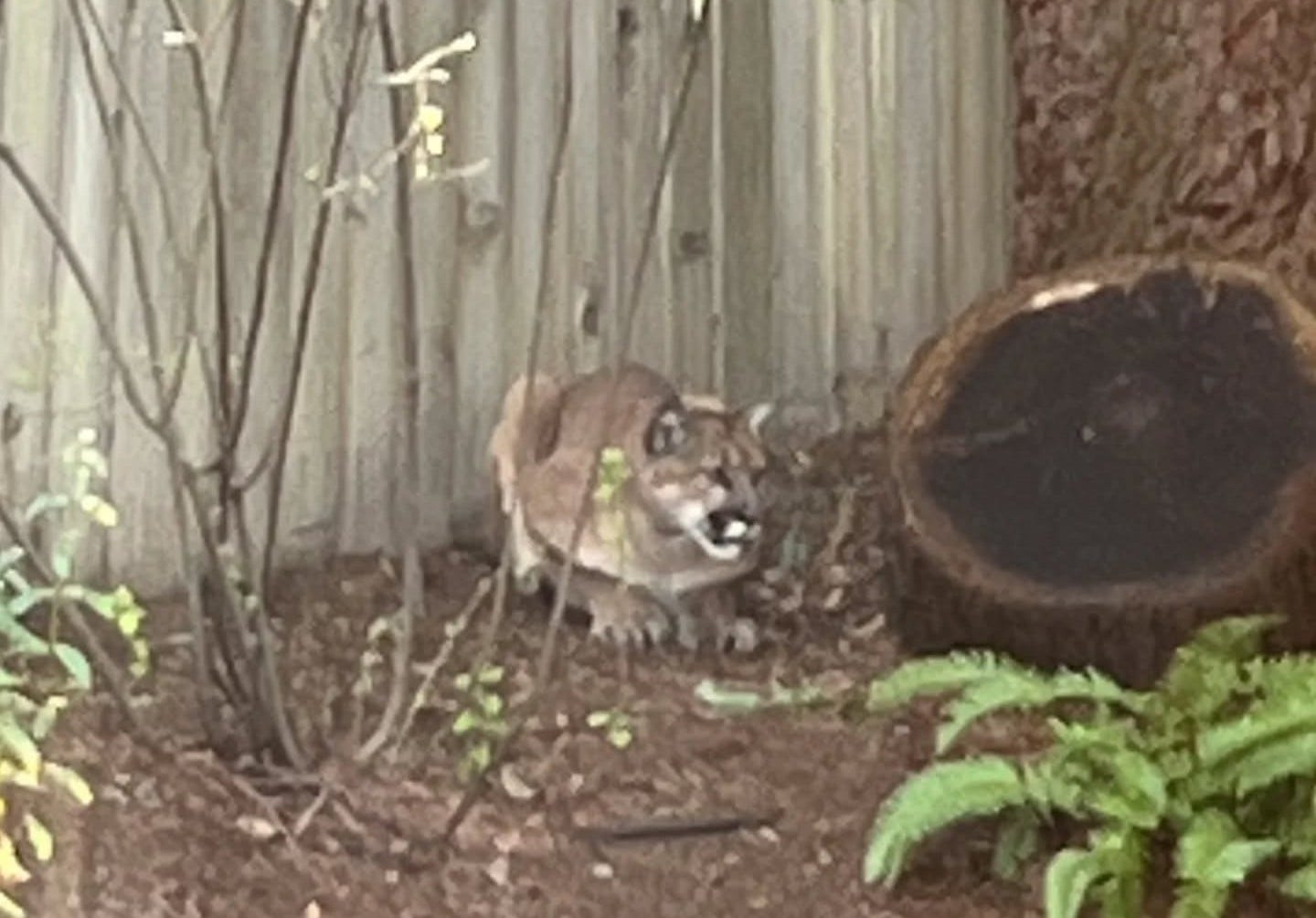 Mountain lion spotted in Sebastopol