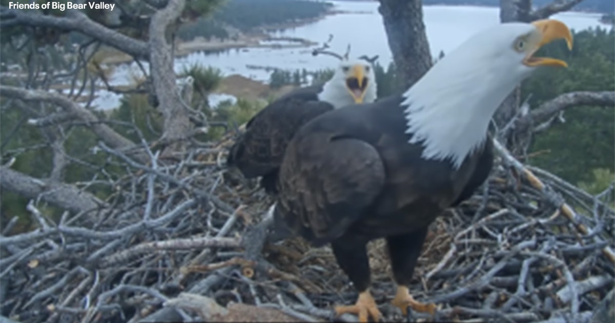 'Heartbroken': Famed California bald eagles lose eggs to ravens raid