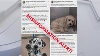 AI-altered dog photos fuel online euthanasia scam targeting South Bay animal lovers